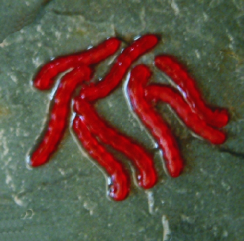Artificial Blood Worm (Tp 10X20)
